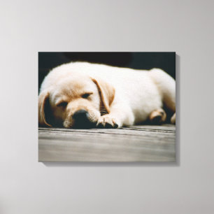 Ung Gult Labrador Puppy Sleeps Canvastryck