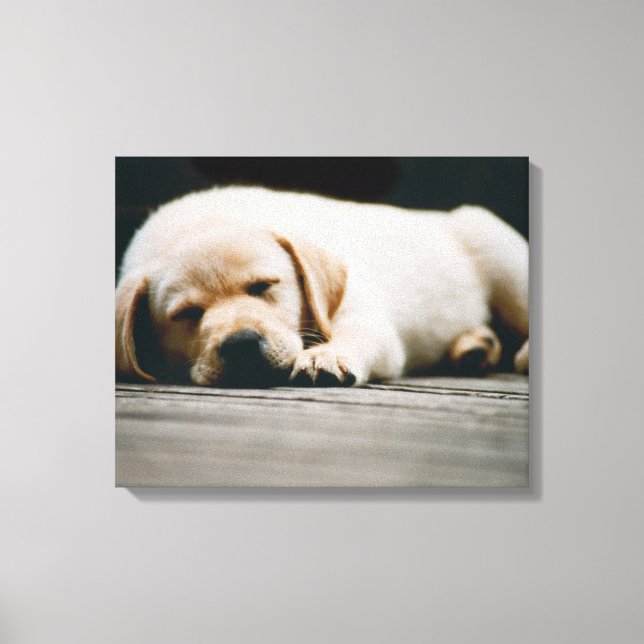 Ung Gult Labrador Puppy Sleeps Canvastryck (Framsida)