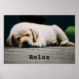 Ung Gult Labrador Puppy Sleeps Poster