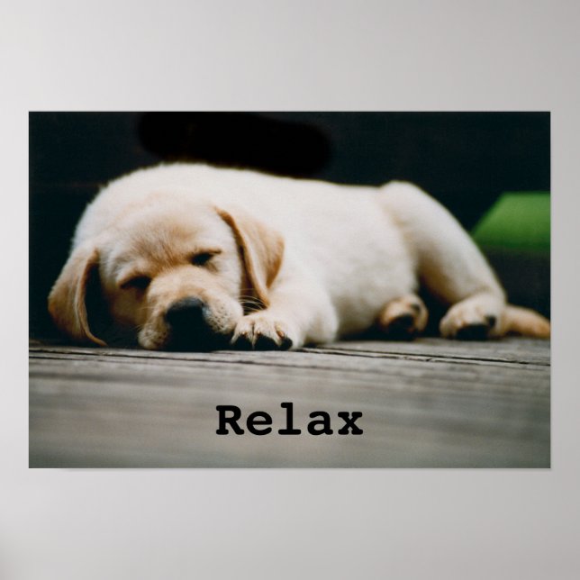 Ung Gult Labrador Puppy Sleeps Poster (Framsidan)