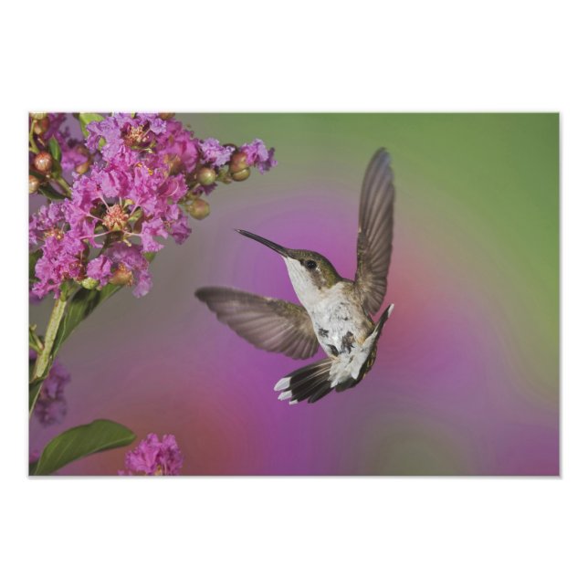 Ung hane Rubinhuvad kolibri Fototryck (Framsidan)