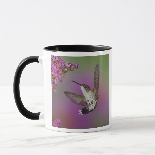 Ung hane Rubinhuvad kolibri Mugg (Vänster)