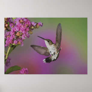 Ung hane Rubinhuvad kolibri Poster
