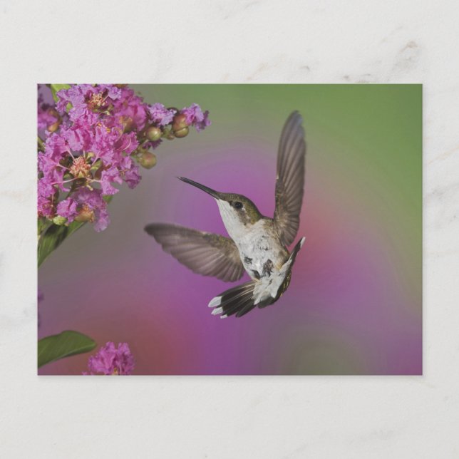 Ung hane Rubinhuvad kolibri Vykort (Framsida)