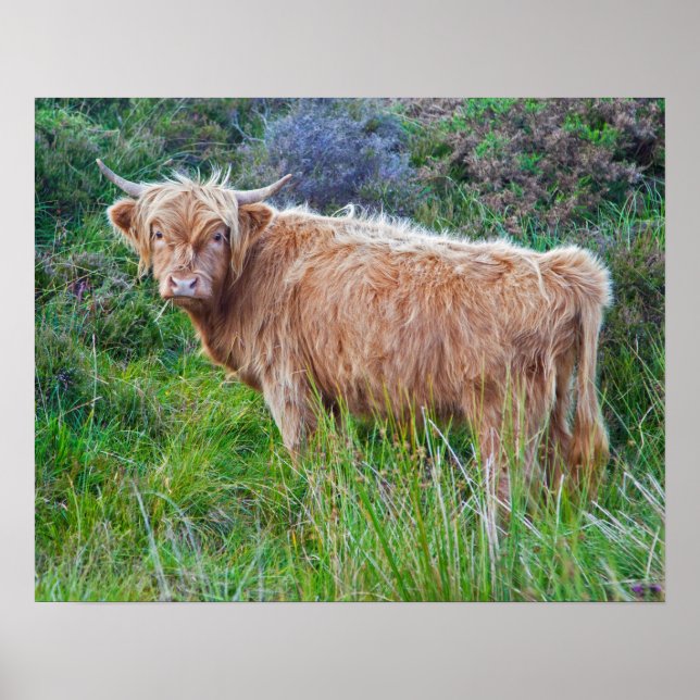 Ung Highland Ko Print Poster (Framsidan)