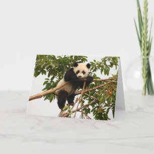 Ung jätte- panda. kort