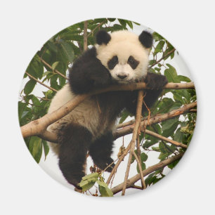 ung jätte- panda magnet