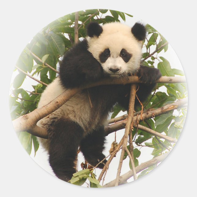 Ung, jättepanda. runt klistermärke (Framsida)