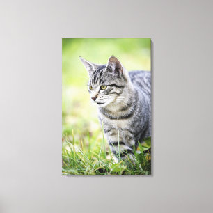 Ung katt i natur canvastryck