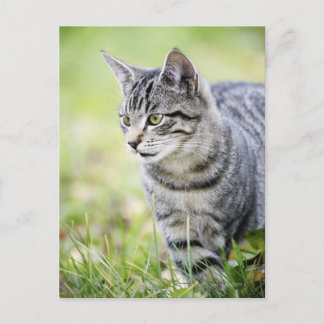 Ung katt i naturen vykort