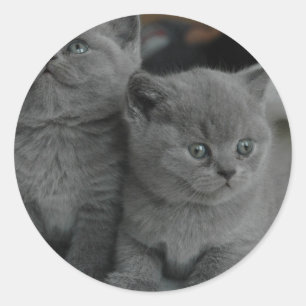 ung kattunge husdjur spinn mjau katt söt katt runt klistermärke