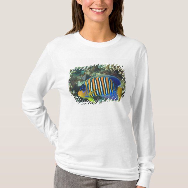 Ung Kejsarängel (Pygoplites) T-shirt (Framsida)