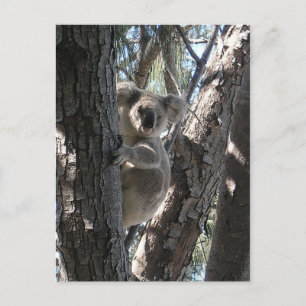 Ung Koala, Geoffrey fjärd, magnetisk ö Vykort