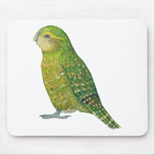 Ung kvinnlig Kakapo Musmatta