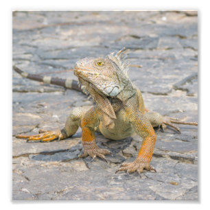 Ung leguan fototryck