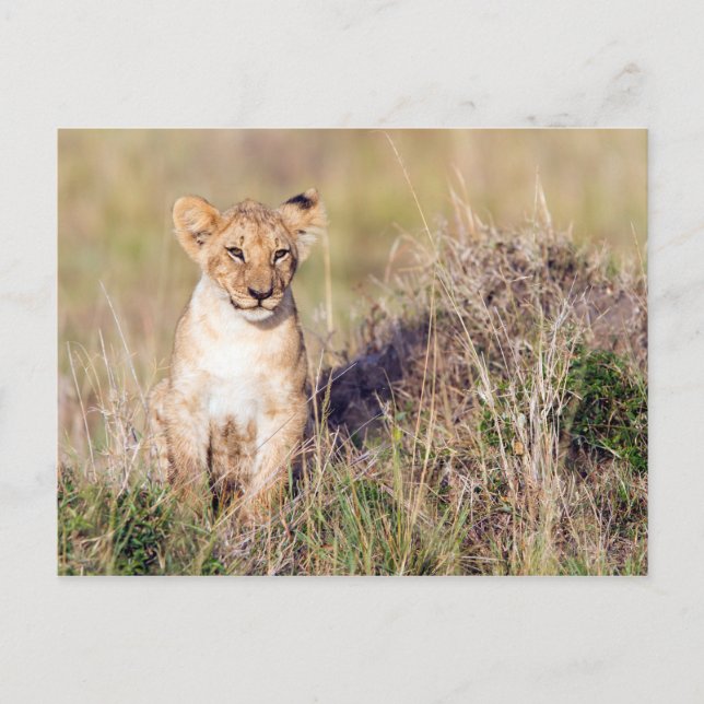 Ung lejon vykort (Framsida)