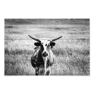 Ung Longhorn Fototryck