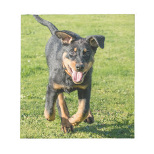 Ung lycklig Beauceron fårhund som springer i gras Anteckningsblock