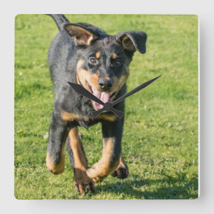 Ung lycklig Beauceron fårhund som springer i gras Fyrkantig Klocka