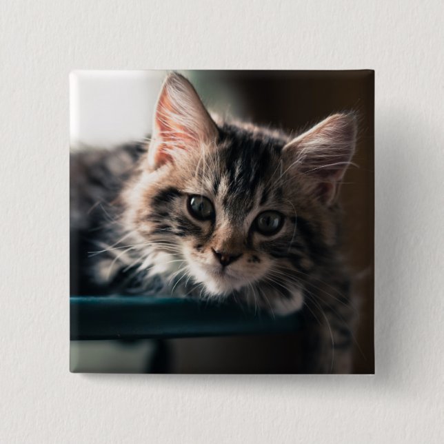 Ung Male tabby katt 2 Knapp (Framsida)