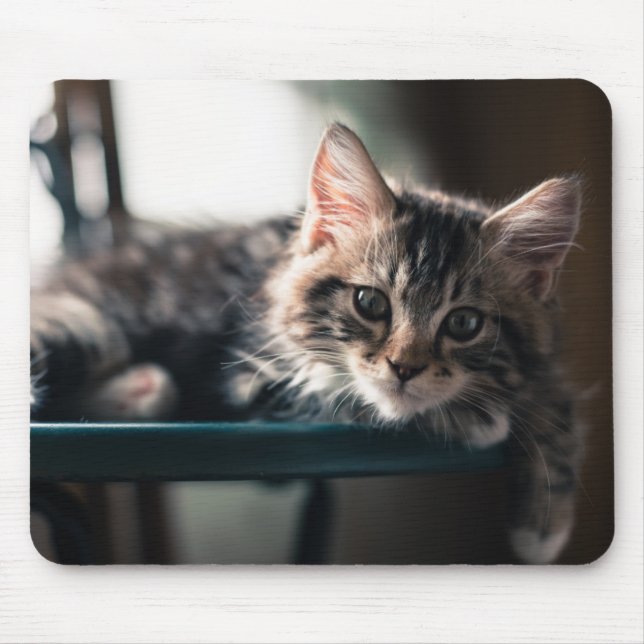 Ung Male tabby katt 2 Musmatta (Framsidan)