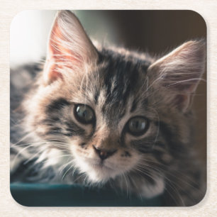 Ung Male tabby katt 2 Underlägg Papper Kvadrat