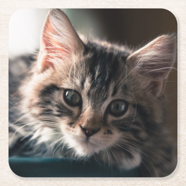 Ung Male tabby katt 2 Underlägg Papper Kvadrat (Framsidan)