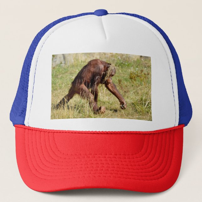 Ung orangutan som går på gräs keps (Framsida)