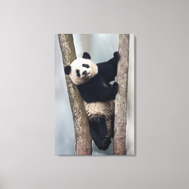 Ung panda som klättrar i ett träd, Kina Canvastryck (Framsida)