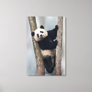 Ung panda som klättrar i ett träd, Kina Canvastryck