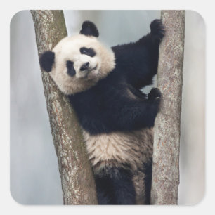 Ung panda som klättrar i ett träd, Kina Fyrkantigt Klistermärke
