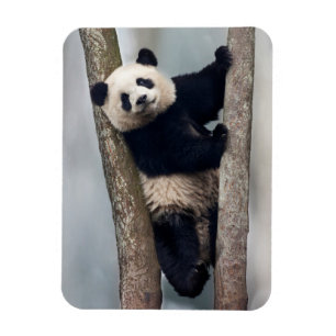 Ung panda som klättrar i ett träd, Kina Magnet