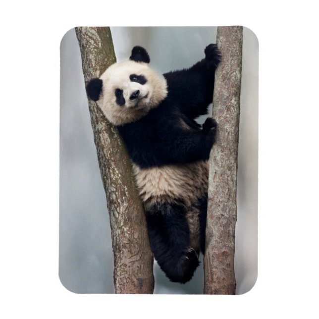 Ung panda som klättrar i ett träd, Kina Magnet (Vertikal)