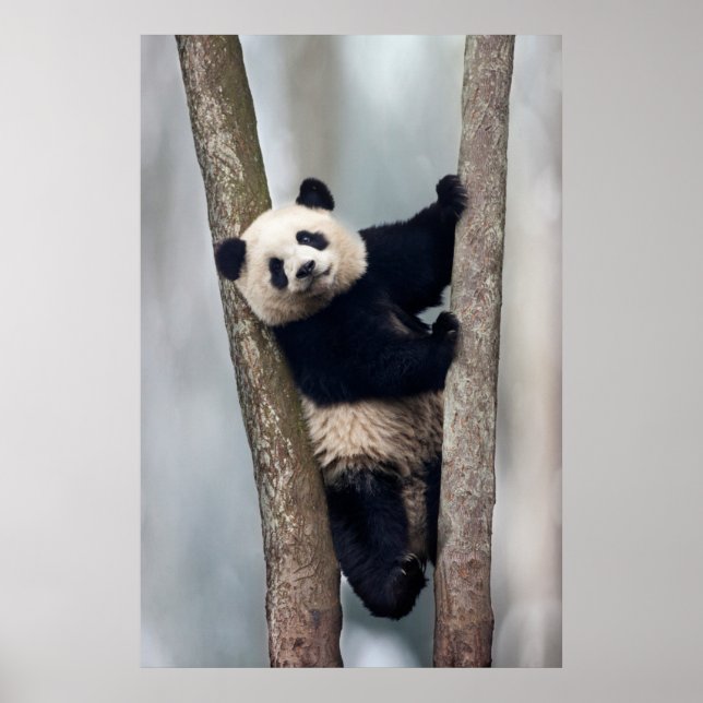 Ung panda som klättrar i ett träd, Kina Poster (Framsidan)