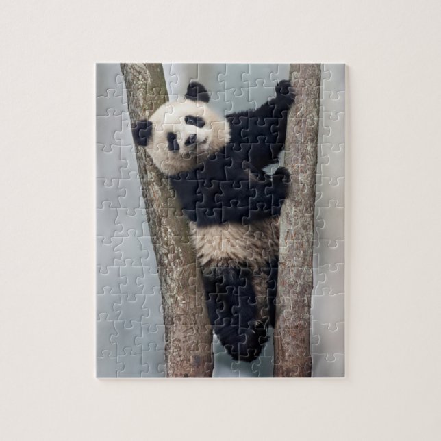 Ung panda som klättrar i ett träd, Kina Pussel (Vertikal)