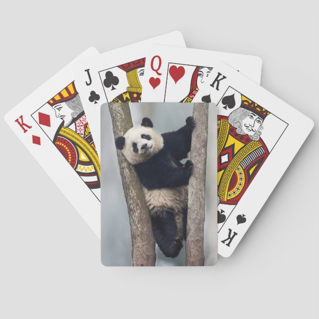 Ung panda som klättrar i ett träd, Kina Spel Kort (Baksidan)