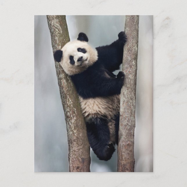 Ung panda som klättrar i ett träd, Kina Vykort (Framsida)
