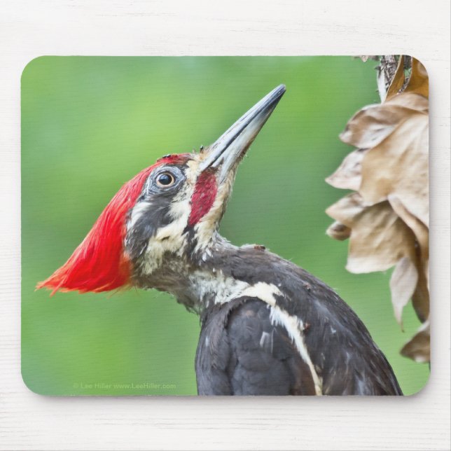 Ung pileated hackspett profil gåvor kläder musmatta (Framsidan)