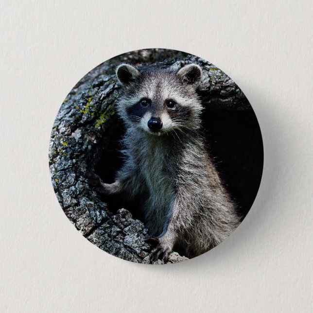 Ung Raccoon Knapp (Framsida)
