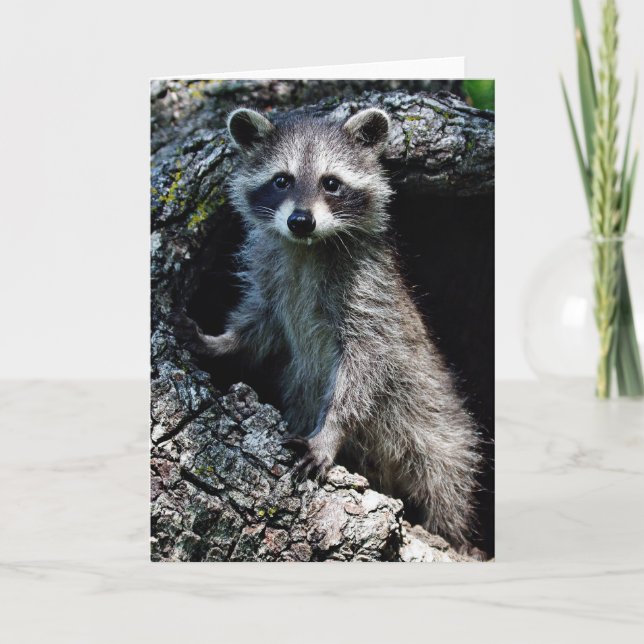 Ung Raccoon Kort (Framsida)
