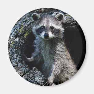 Ung Raccoon Magnet