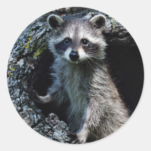 Ung Raccoon Runt Klistermärke
