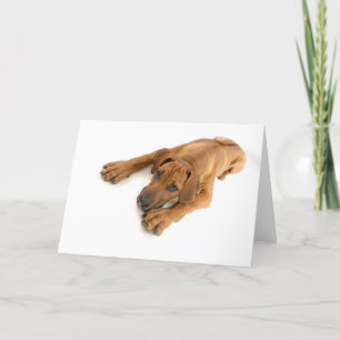 Ung ridgeback kort