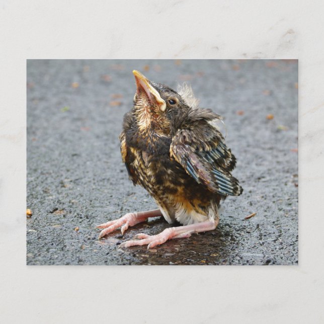 Ung Rödhake vykort (Framsida)