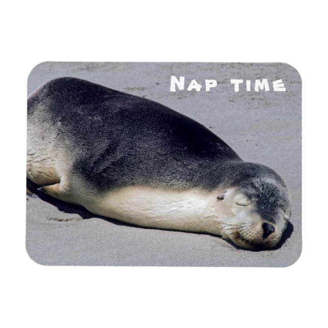 Ung säl som sover på en strand - Australien Magnet (Horisontell)