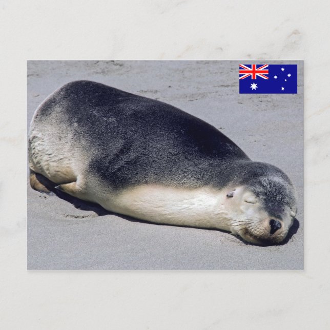 Ung säl som sover på en strand - Australien Vykort (Framsida)
