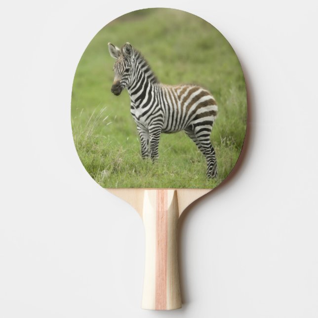 Ung sebra i den Serengeti slätten Pingisracket (Framsidan)