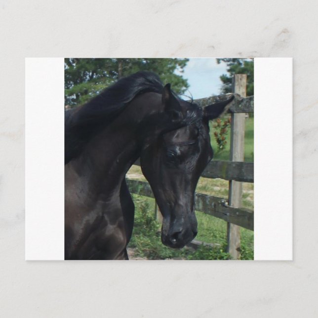 Ung svart arabisk hingst vykort (Framsida)