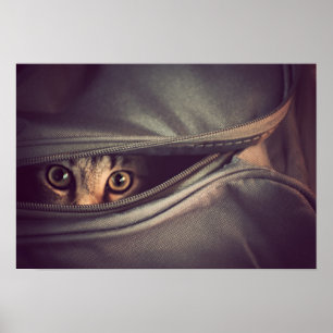 Ung Tabbykattunge Poster