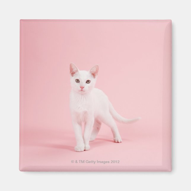 Ung vit katt magnet (Framsidan)